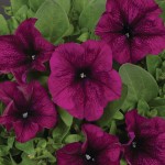 Petunia Grandiflora Pacta Parade "Burgundy" - во саксија Ø10